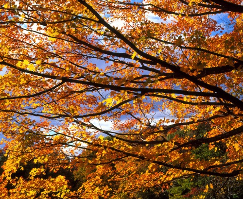 Sugar Maple, Frelinghuysen Arboretum, Morris County, NJ (MF).jpg